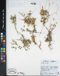 Brickellia microphylla image