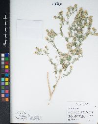 Brickellia nevinii image