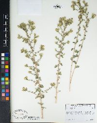 Brickellia nevinii image