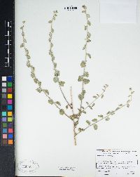 Brickellia nevinii image