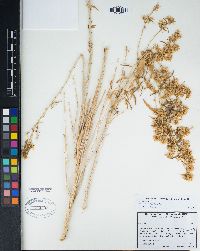 Brickellia longifolia image