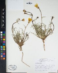 Calycoseris parryi image