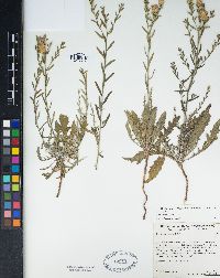 Acroptilon repens image