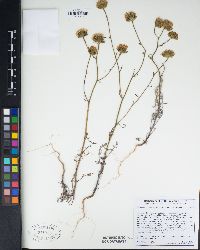 Chaenactis artemisiifolia image