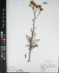 Chaenactis artemisiifolia image