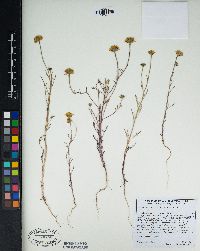 Chaenactis glabriuscula var. glabriuscula image