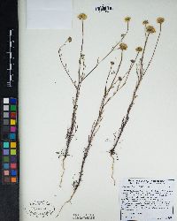 Chaenactis glabriuscula image