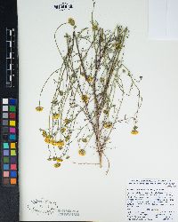 Chaenactis glabriuscula var. glabriuscula image