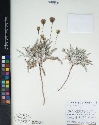 Chaenactis santolinoides image