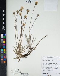 Chaenactis santolinoides image