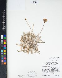 Chaenactis santolinoides image