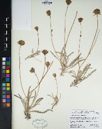 Chaenactis santolinoides image