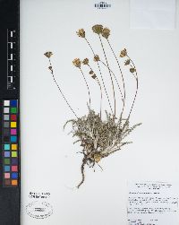 Chaenactis santolinoides image