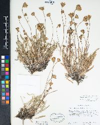 Chaenactis santolinoides image