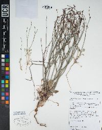 Eriogonum cithariforme image