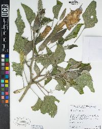 Datura wrightii image