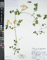 Clematis pauciflora image