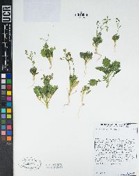 Aliciella latifolia image