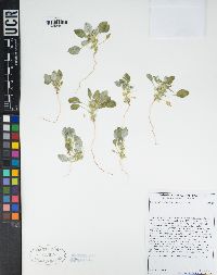 Chorizanthe rigida image