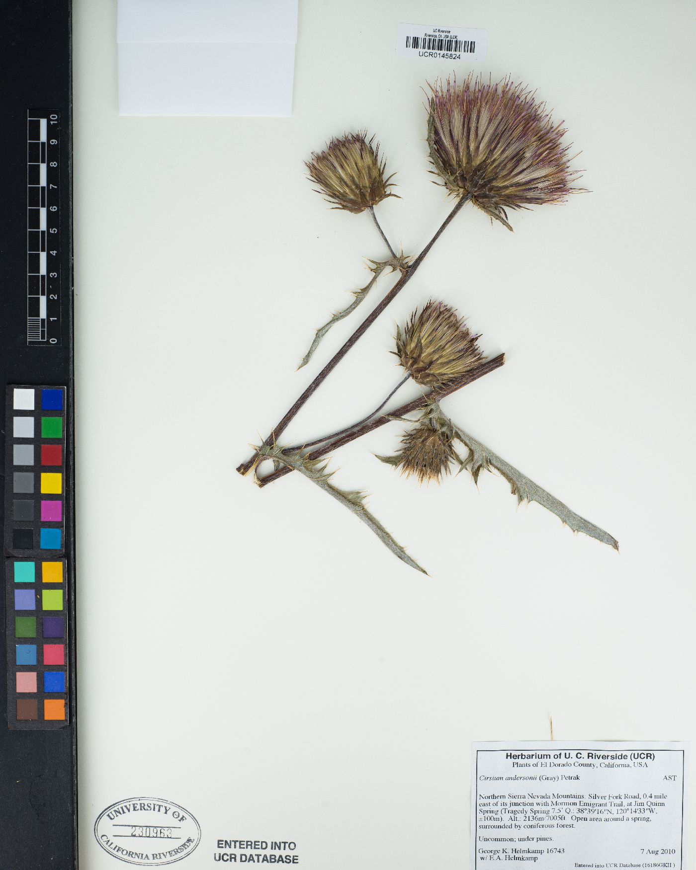 Cirsium andersonii image