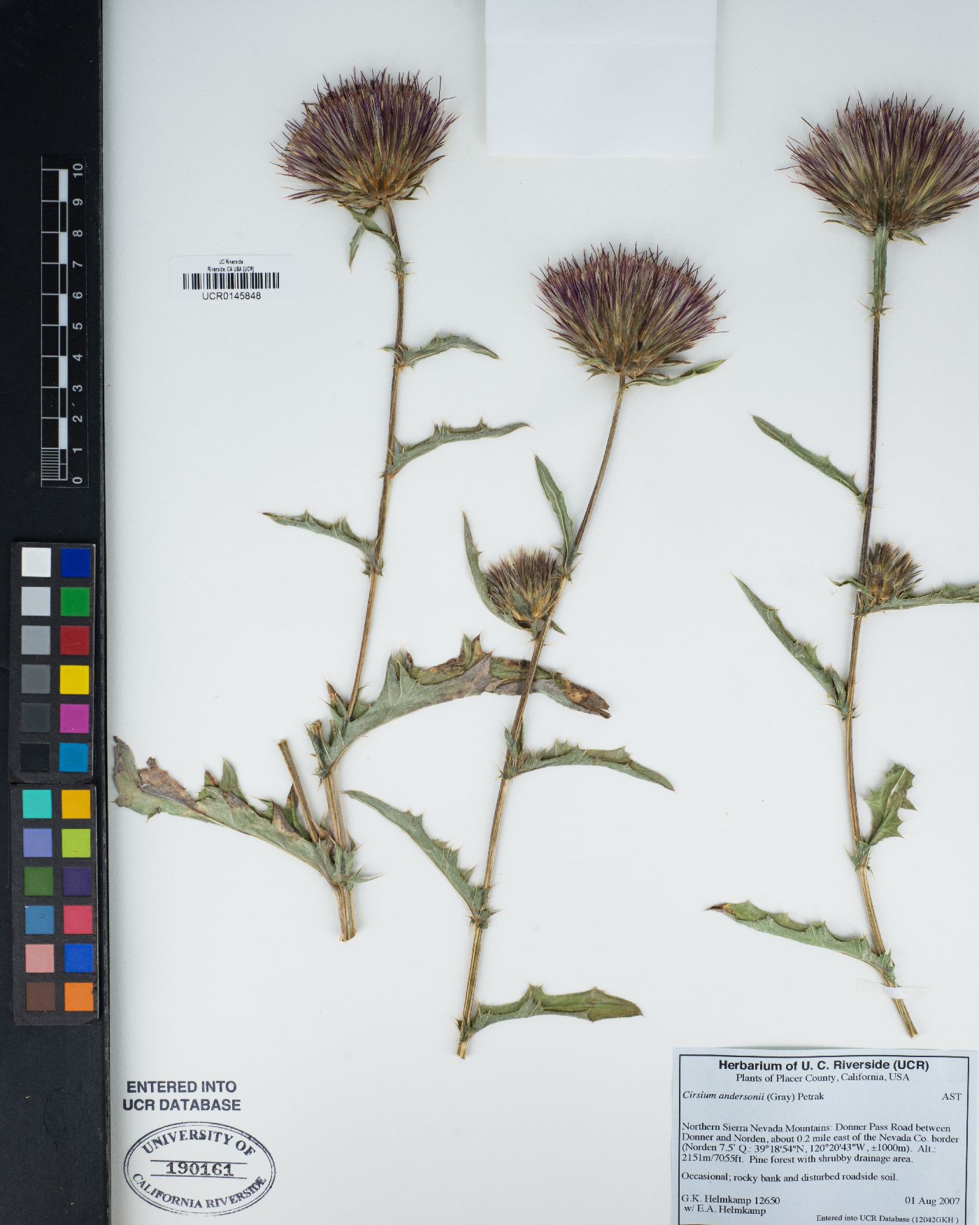 Cirsium andersonii image