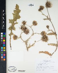 Cirsium fontinale var. obispoense image