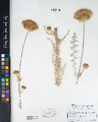 Cirsium occidentale image