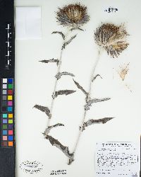 Cirsium occidentale var. coulteri image