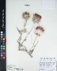 Cirsium occidentale var. venustum image