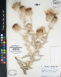 Cirsium occidentale var. candidissimum image