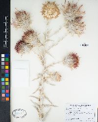 Cirsium occidentale var. candidissimum image