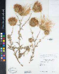 Cirsium occidentale var. venustum image