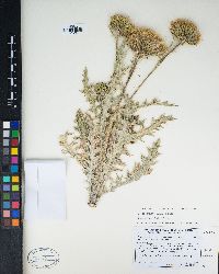 Cirsium scariosum var. citrinum image