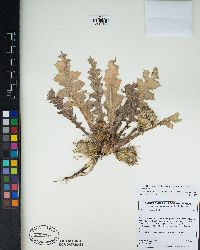 Cirsium scariosum image