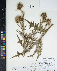 Cirsium vulgare image