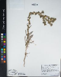 Hemizonia pungens image