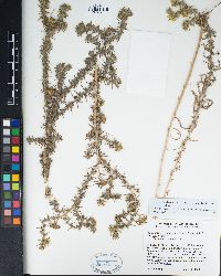 Hemizonia pungens image