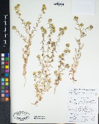 Hemizonia pungens image