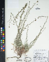 Corethrogyne filaginifolia image