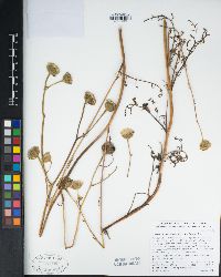 Chaenactis artemisiifolia image