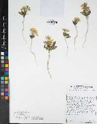 Eremothera boothii image