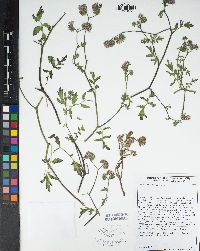 Phacelia vallis-mortae image