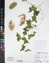 Marah macrocarpa image