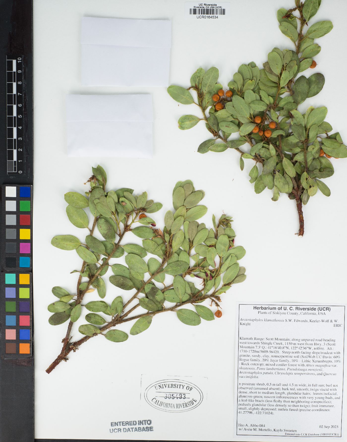 Arctostaphylos klamathensis image