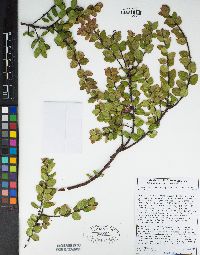 Arctostaphylos nummularia image