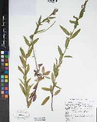 Epilobium ciliatum image