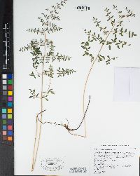 Pellaea andromedifolia image