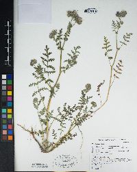 Phacelia distans image