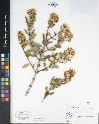 Ceanothus crassifolius image