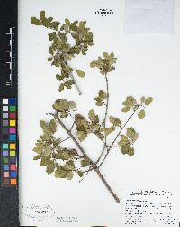 Quercus berberidifolia image